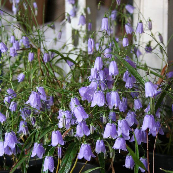 楽天市場 宿根草 イワシャジン Aグループ 山野草 花苗 多年草 ガーデニング 耐寒性 耐暑性 庭 花壇 花苗 苗物 園芸 季節 鉢植え 庭植え 育てやすい 植物 おしゃれ 切り花 ボーダーガーデン シェードガーデン 花苗と球根の店 Better Gardens