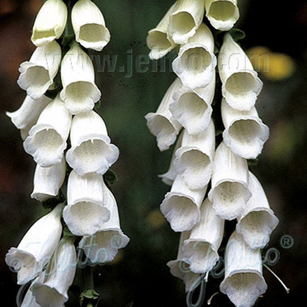 楽天市場 宿根草 ジギタリス パープレア スノーシンブル 2ポット1セット Aグループ Digitalis Purpurea Snow Thimble 花苗と球根の店 Better Gardens