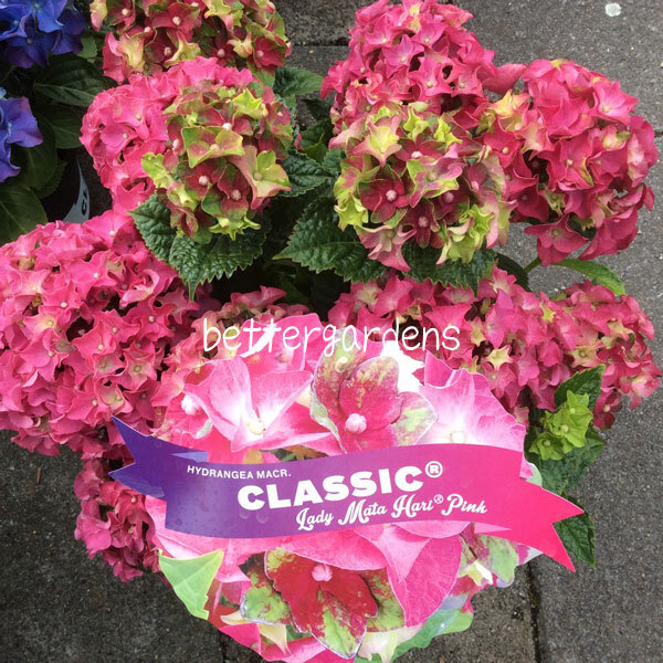 楽天市場 アジサイ レディ マタハリ ピンク 24cmポット 剪定後 Aグループ ギフト不可 Hydrangea Macroohylla Lady Mata Hari Pink 花苗と球根の店 Better Gardens