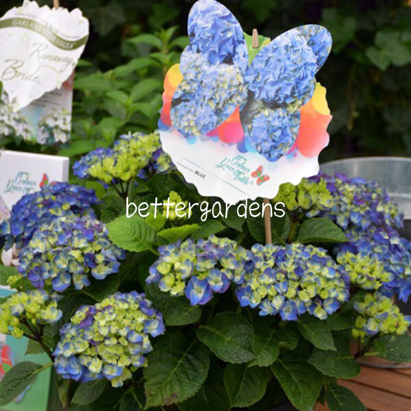 楽天市場 アジサイ テーブルテンシア ブルー Cグループ Hydrangea Macroohylla Table Tensia Blue 花苗と球根の店 Better Gardens