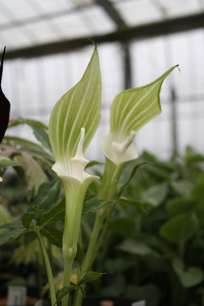 楽天市場 宿根草 ユキモチソウ 素心 9cmポット Aグループ Arisaema Shikokianum Alba 花苗と球根の店 Better Gardens