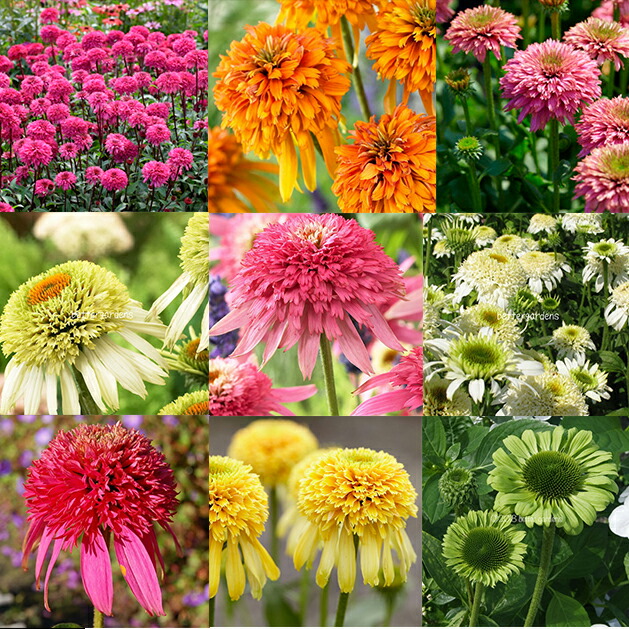 楽天市場 タキイ種苗 草花 種子 エキナセア パラディソ ミックス タネのタキイ 楽天市場店