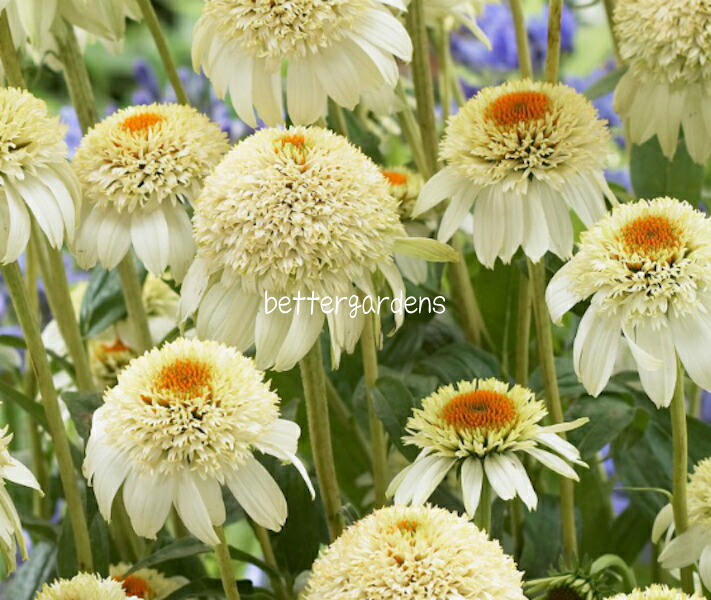 楽天市場】【送料区分G】【12cmポット／1ポット】エキナセア