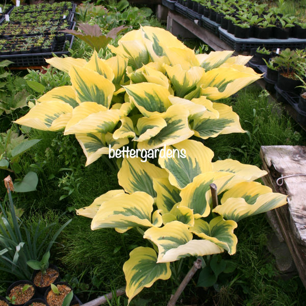 楽天市場 宿根草 ホスタ リバティ 2ポット1セット Aグループ Hosta Liberty 花苗と球根の店 Better Gardens