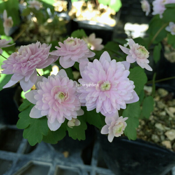 専用＊ くすみ系ピンク  アジサイ4種(プリザ.ドライ) 専用＊ くすみ系ピンク アジサイ4種(プリザ.ドライ) 専用＊ くすみ系