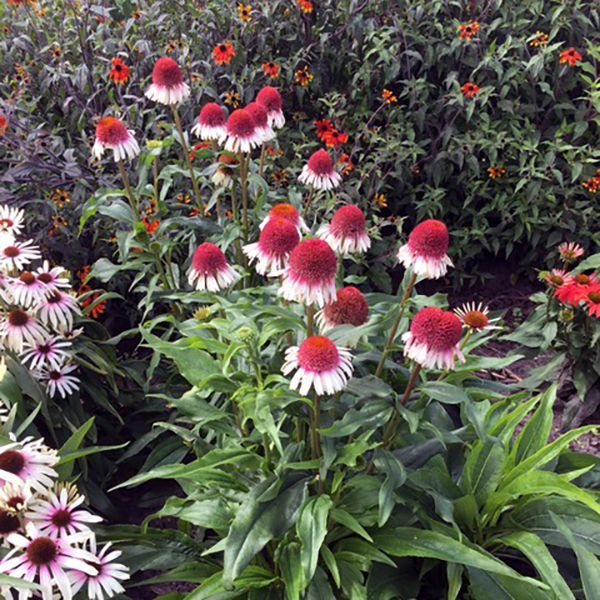 楽天市場 宿根草 エキナセア ストロベリーキャップス 12cmポット Cグループ Echinacea Purpurea Strawberry Caps 花苗と球根の店 Better Gardens