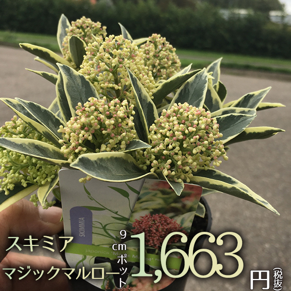 楽天市場 宿根草 スキミア マジックマルロー Magic Marlot R 花苗 多年草 ガーデニング 苗物 園芸 季節 花壇 シェードガーデン 耐寒性 耐暑性 セット 庭 園芸 季節 鉢植え 庭植え 和 育てやすい ハンギング 植物 おしゃれ 花 植物 切り花 珍しい クリスマス お正月