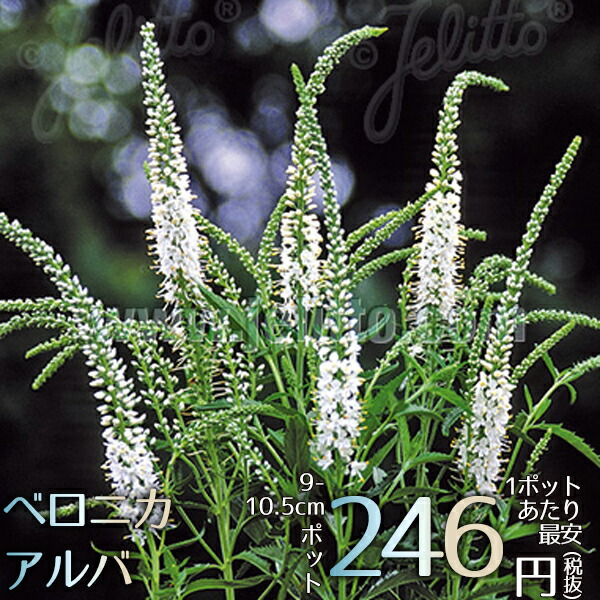 楽天市場 宿根草 ベロニカ ロンギフォリア アルバ 2ポット1セット Aグループ Veronica Longifolia Alba 花苗と球根の店 Better Gardens