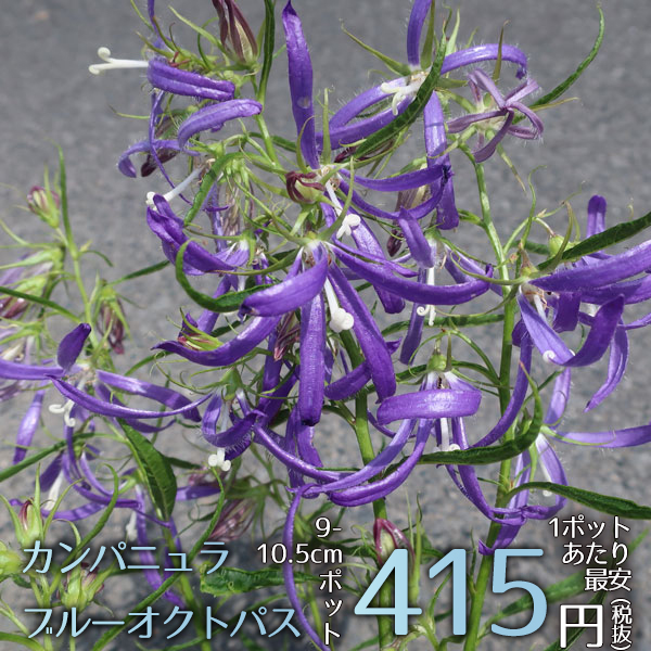 楽天市場 宿根草 カンパニュラ ブルーオクトパス 2ポット1セット Aグループ Campanula Blue Octopus 花苗と球根の店 Better Gardens