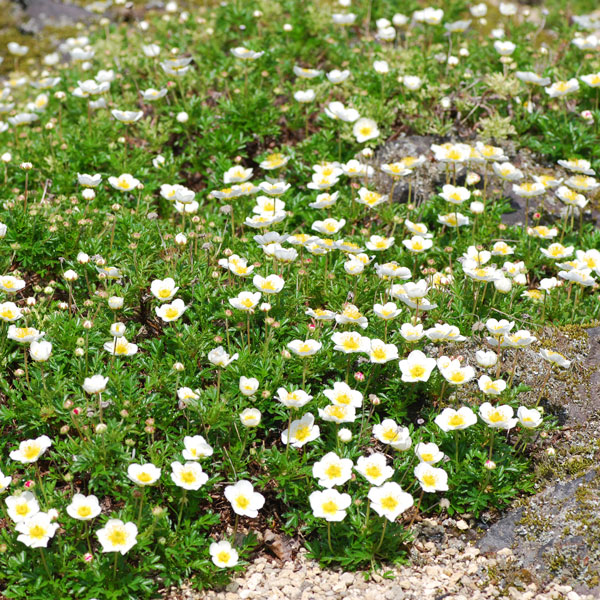 楽天市場 宿根草 ゲウム チングルマ Aグループ 山野草 花苗 多年草 ガーデニング 耐寒性 耐暑性 庭 花壇 花苗 苗物 園芸 季節 鉢植え 庭植え 育てやすい 植物 おしゃれ 切り花 ボーダーガーデン シェードガーデン 花苗と球根の店 Better Gardens