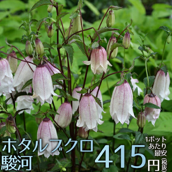 楽天市場 宿根草 カンパニュラ ホタルブクロ 駿河 2ポット1セット Aグループ Campanula Punctata Suruga 花苗と球根の店 Better Gardens