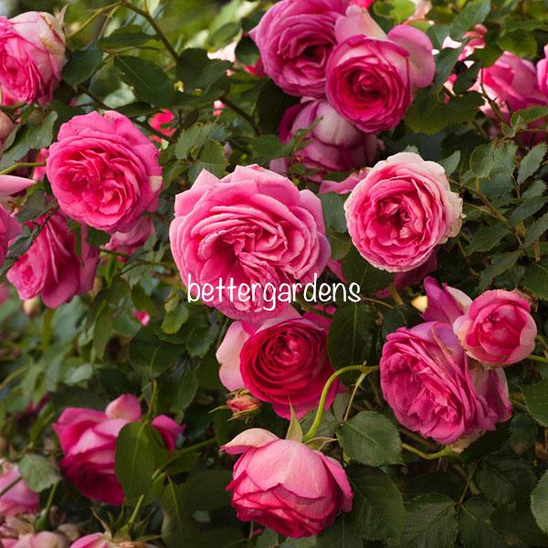 楽天市場 バラ大苗 シクラメンピエールドゥロンサール Dグループ Cyclamen Pierre De Ronsard お届目安 2 4週間 5本まで同梱可 花苗と球根の店 Better Gardens