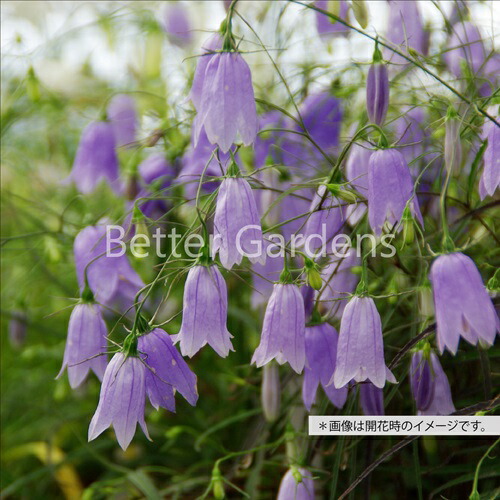 楽天市場】イワシャジン 紫一重 4号苗(g02) : 千草園芸