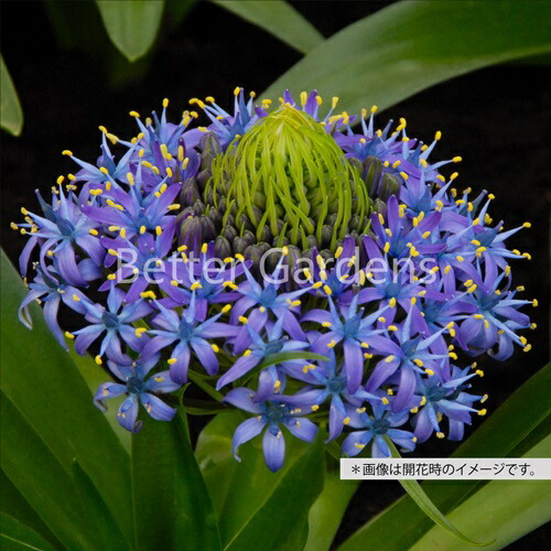 楽天市場】【送料区分B】【球根／1袋1球入】シラー・ぺルビアナ〈球根