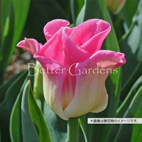 楽天市場】チューリップ♪人気チュ−リップ・トップリップス5球セット