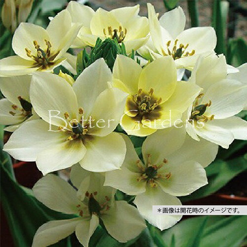 楽天市場】【送料区分B】【球根／1袋3球入】オーニソガラム・ダビウム