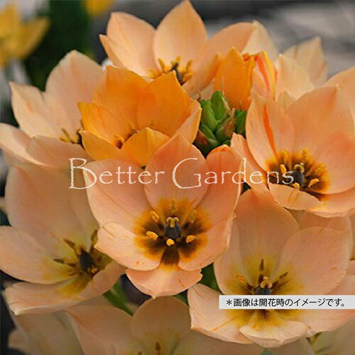 楽天市場】予約球根【オーニソガラム】ヌタンス（5球入） : 産直花だん屋