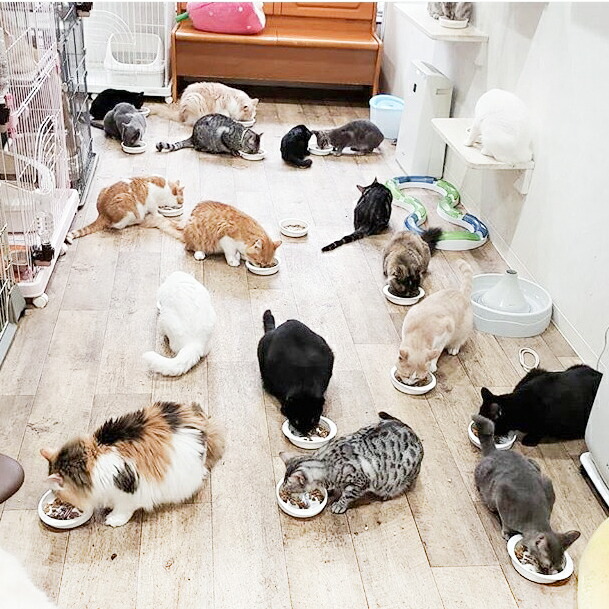 楽天市場 半額 スーパーsale延長 ねこねこカレンダー21 チャリティー商品 送料無料 ねこの木 保護猫 かわいい ねこ好き ネコグッズ ねこアイテム 猫ばか クリスマス プレゼント ねこカフェ 医療費 ボランティア ニャンコ 愛猫 募金 寄付 ニャンコ ご協力