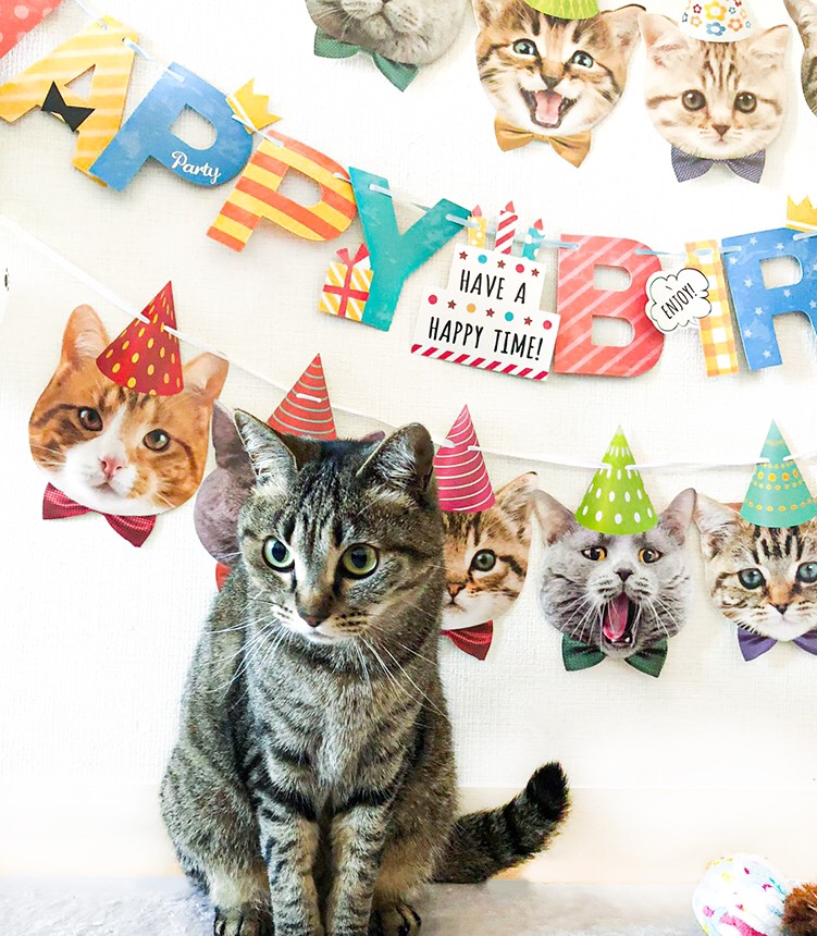 楽天市場 送料無料 ペットのネコちゃんの誕生日バルーンセット お好きな数字付 愛猫 ねこ用 にゃんこグッズ ねこ好き Cat Birthday 誕生日パーティー 記念日 思い出 フォト サプライズ バースデー プレゼント いつも一緒にいてくれてありがとう Devia Collection
