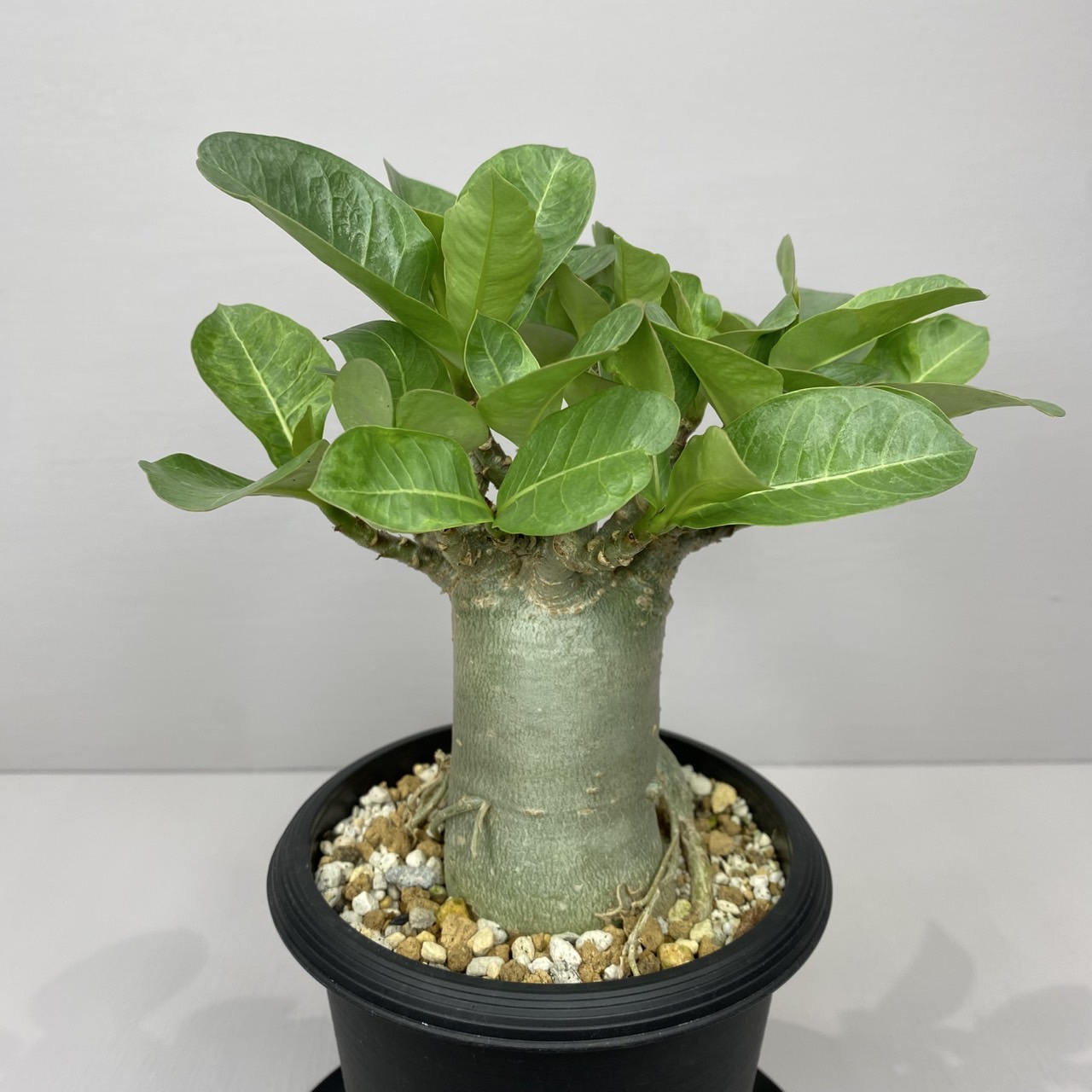 a1 アデニウム ドワーフ タコ足 塊根植物 コーデックス アラビカム o81 アデニウム ドワーフ タコ足 塊根植物 コーデックス アラビカム
