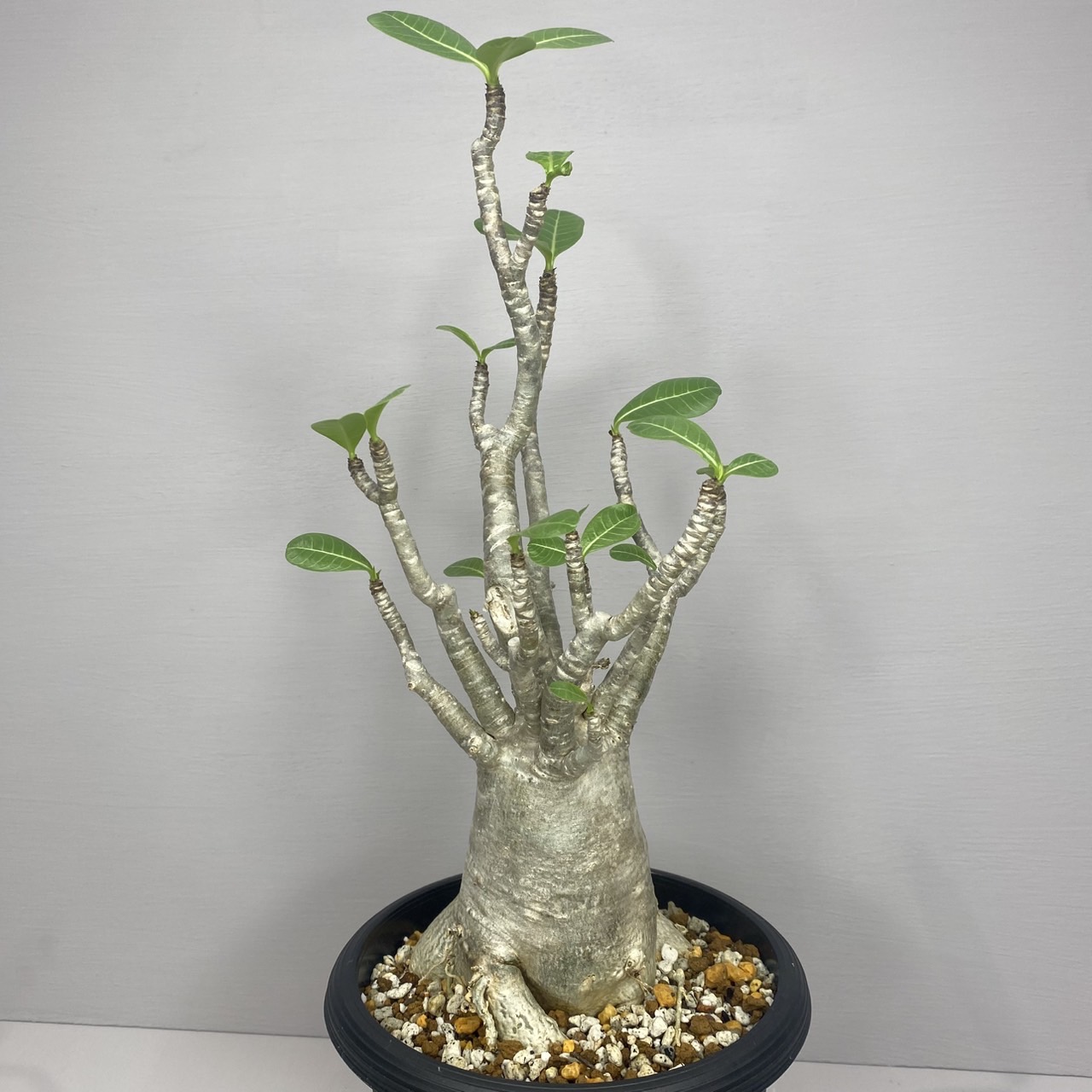 g50 アデニウム ドワーフ タコ足 塊根植物 コーデックス アラビカム 71spECKUmQL._UF894,1000_QL80_.jpg