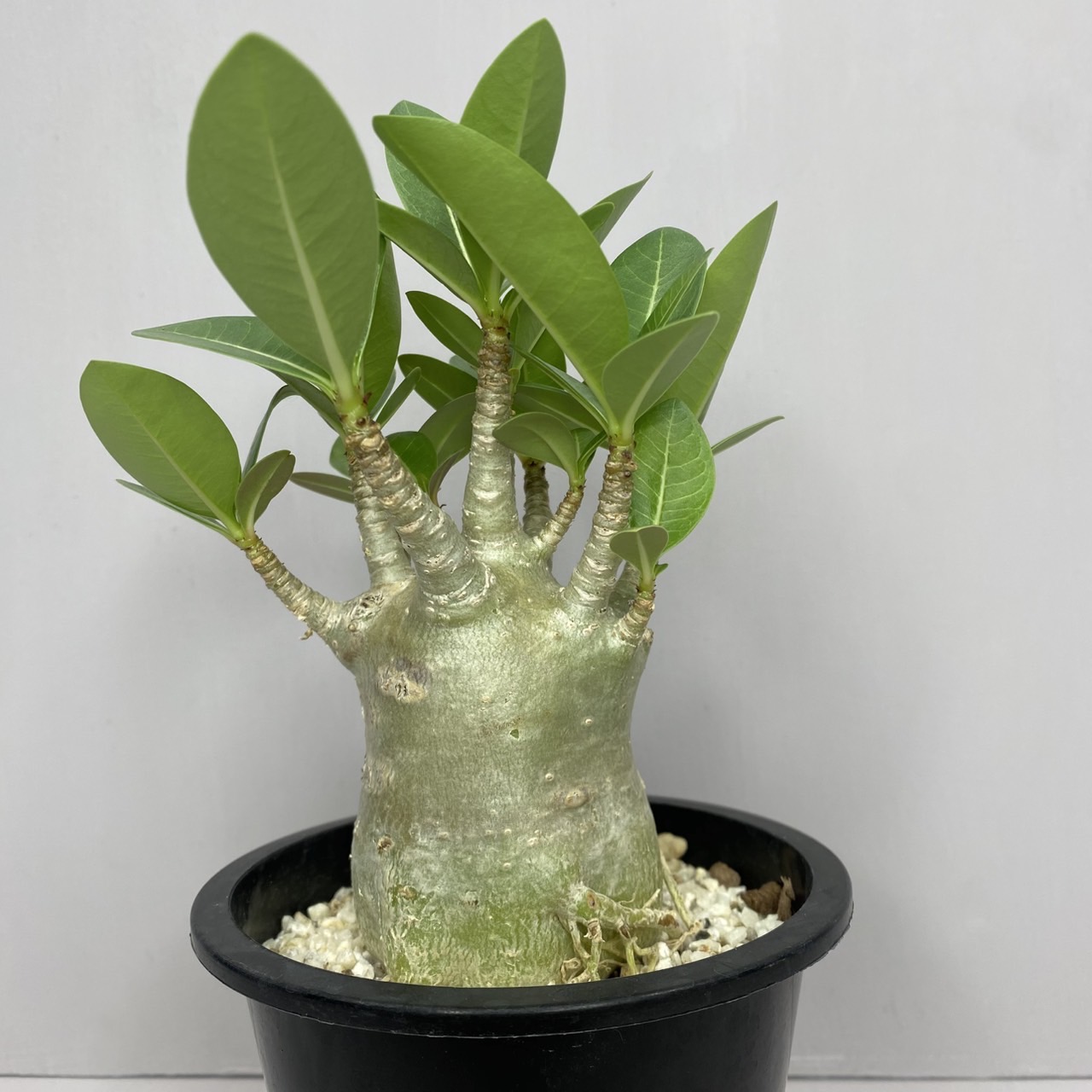 極太　アデニウム　アラビカム　たこ足　美形　コーデックス　塊根植物 Amazon｜極太 アデニウム アラビカム たこ足 美形 コーデックス