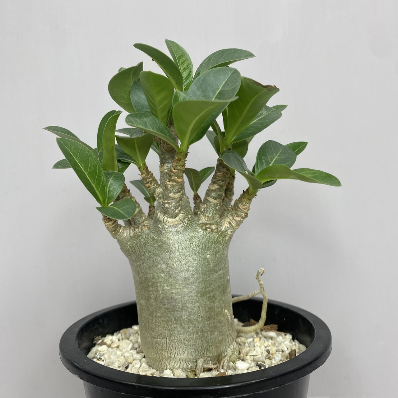 楽天市場】コーデックス アデニウム アラビカム 太幹タコ足 5号