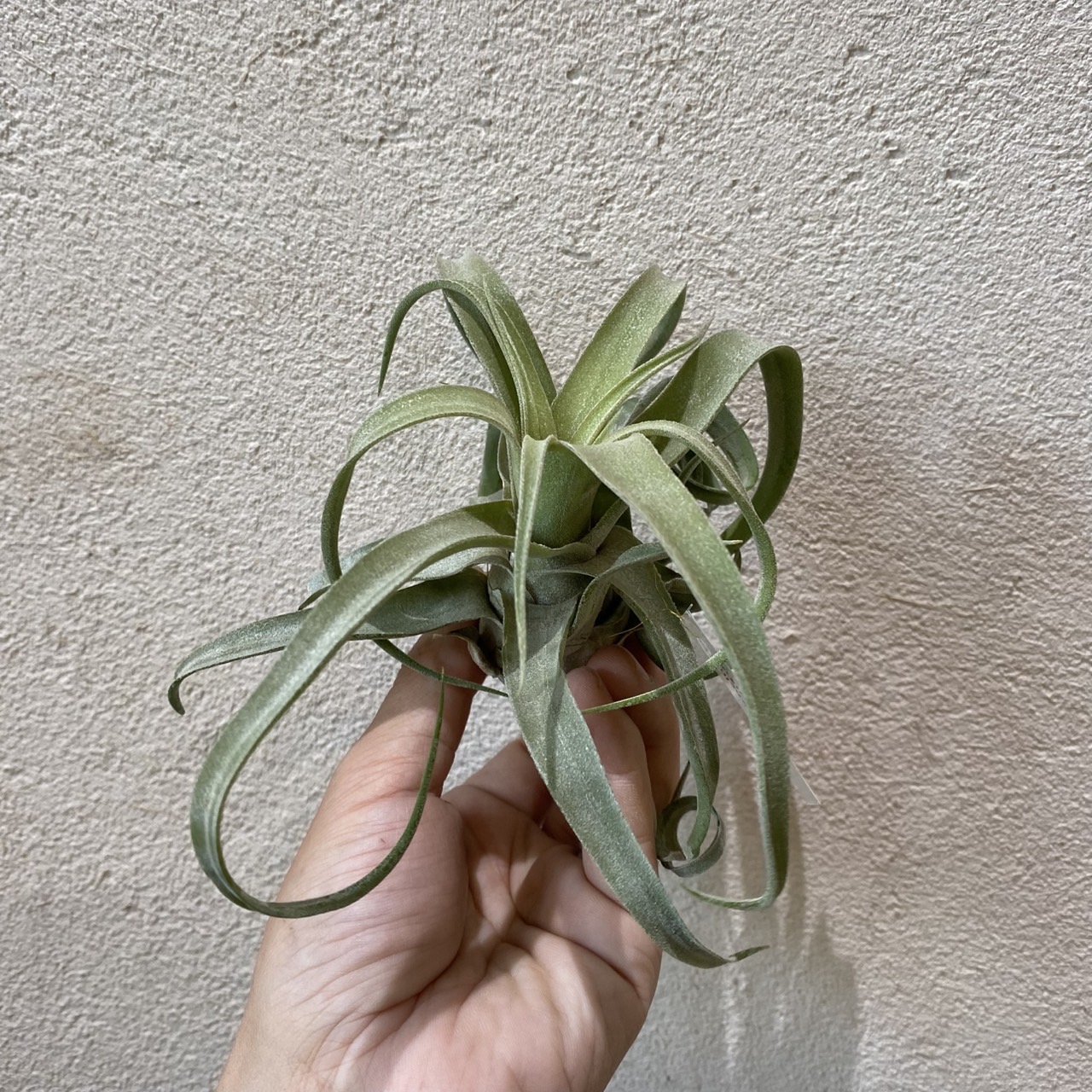 楽天市場】(現品) チランジア ストレプトフィラ ベリーズ (No