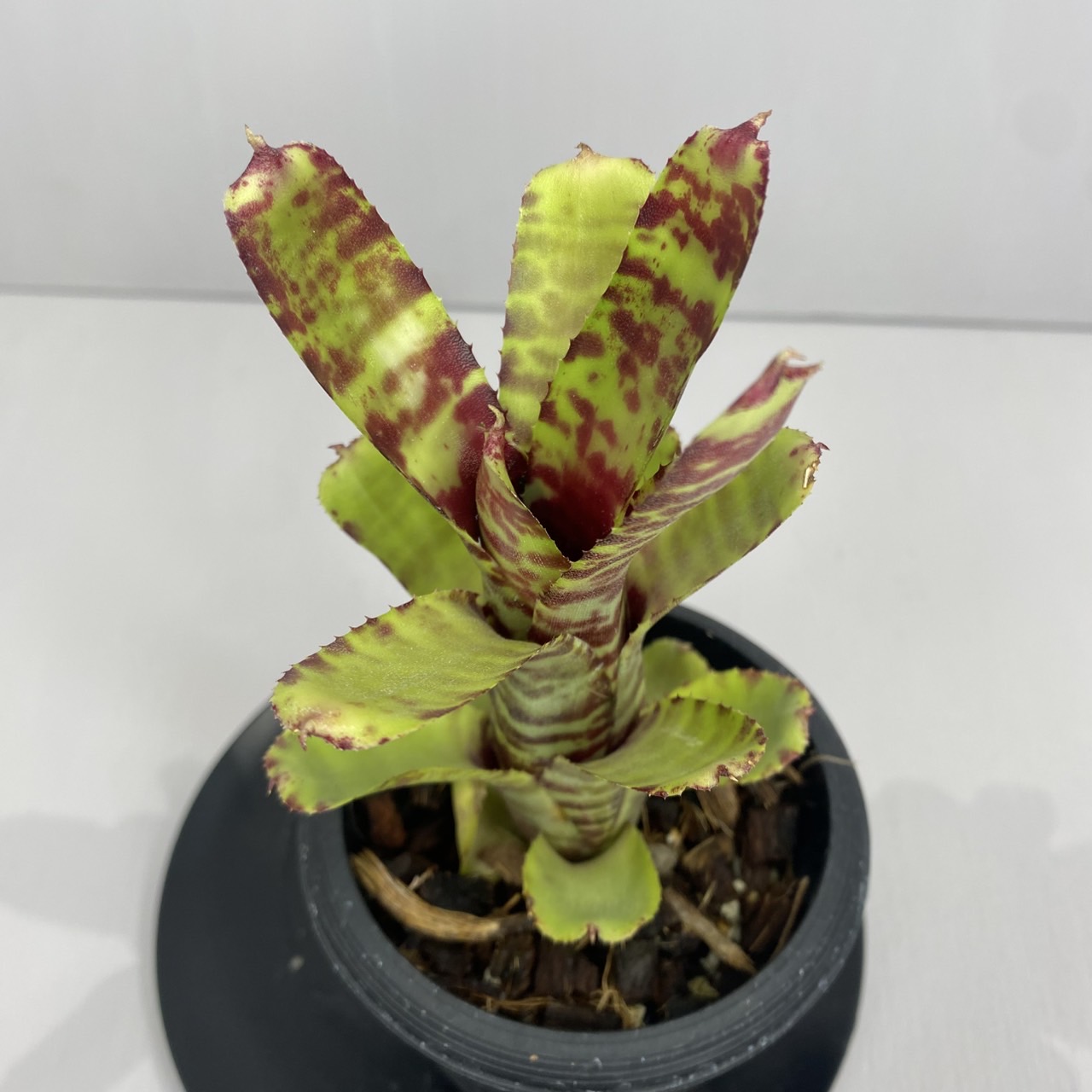 楽天市場】タンクブロメリア エクメア カーラ 3.5号 観葉植物