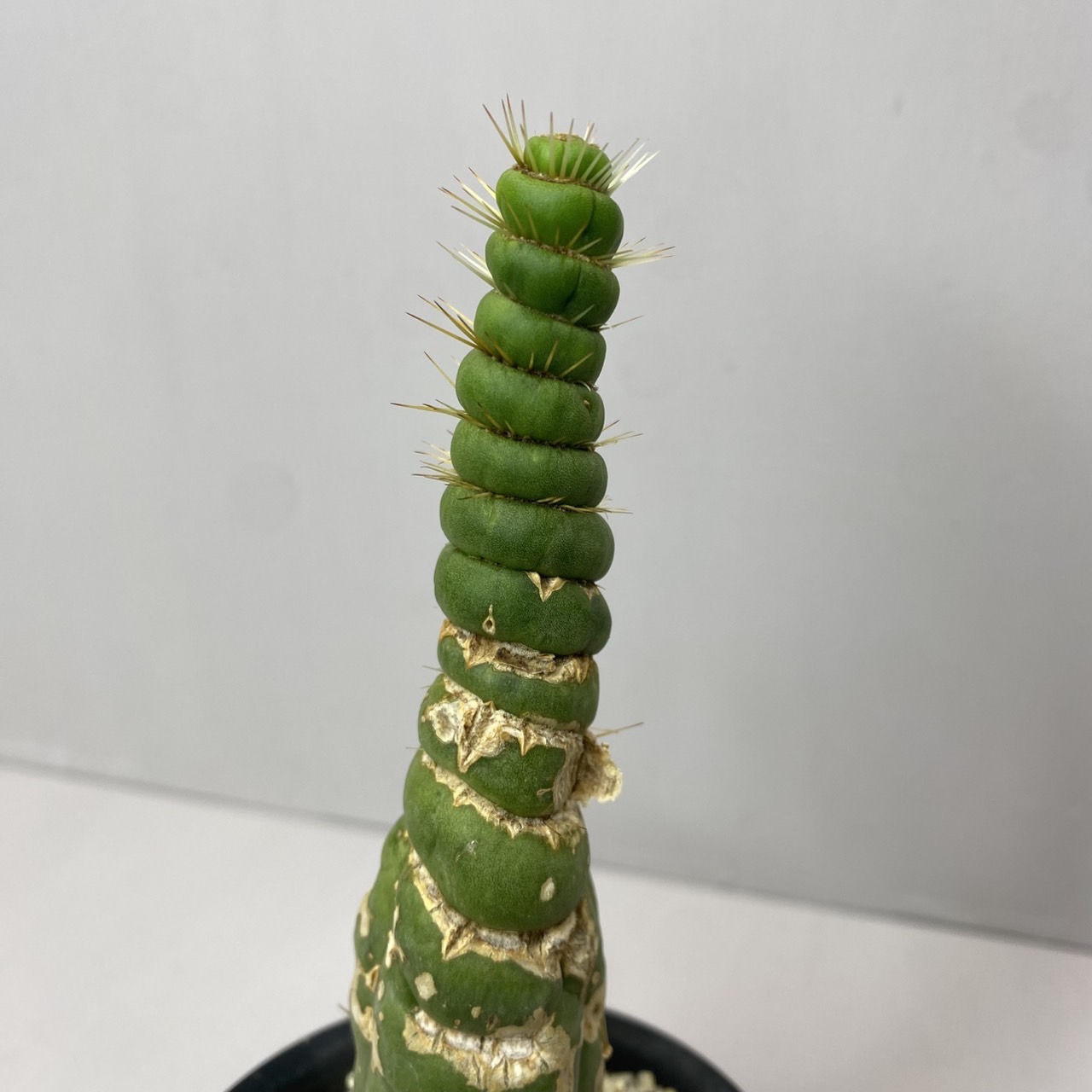 セレウス　スピラリス　7寸　1番　サボテン サボテン：セレウス ペルビアナス スピラリス*幅7cm 現品 一品