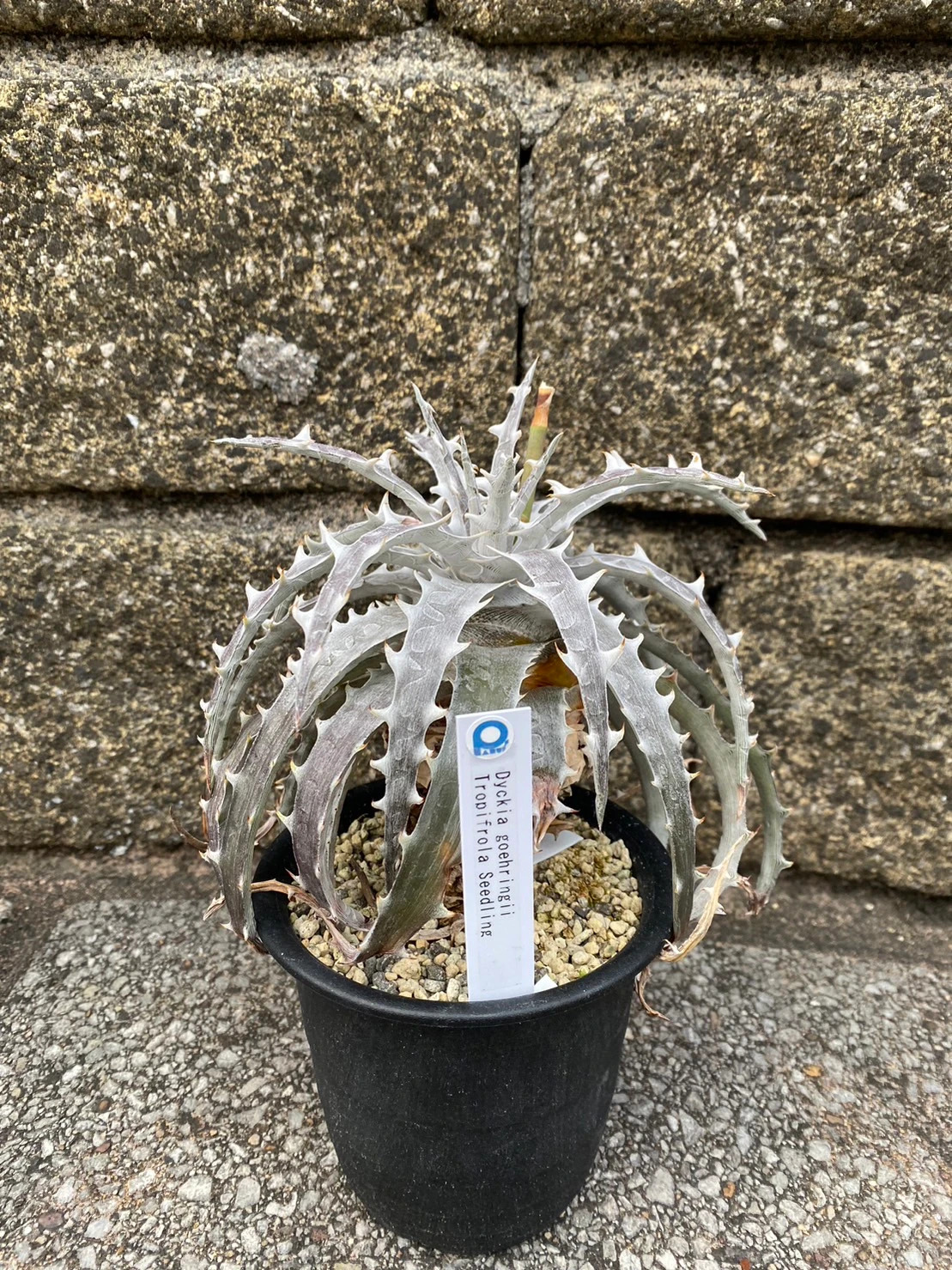 お歳暮 Dyckia goehringii white form ディッキア ゴエ 白 revecap.com