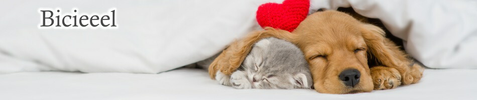 Bicieeel���ѵ����ȼ������������������ʼ������ʤ��󶡤��ޤ�