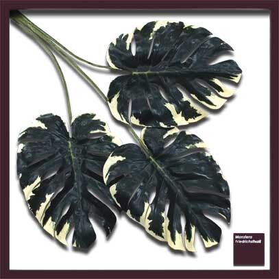 リーフアート モンステラ F Style Frame Monstera Deliciosa 1 Iff 壁掛け おしゃれ グリーン 葉っぱ 観葉植物 透明 送料無料 Smederij Oisterwijk Nl