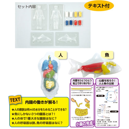 楽天市場 科学シリーズ 動物の内臓作りキット 人と魚を比べてみよう メール便不可 生物 模型 夏休み 実験 自由研究ガイドブック 工作キット セット 小学生 学校教材の専門店 美工社