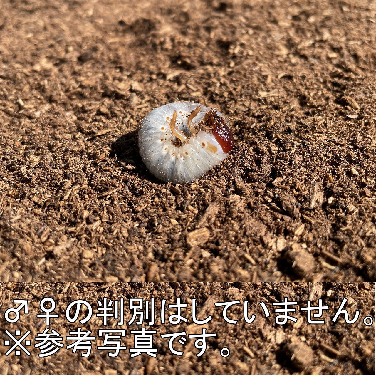 B【グアドループ産】ヘラクレスヘラクレス♀2頭【頭を下げた状態で66㍉・62㍉くらい】 D.H.ヘラクレス(メテオ血統) フランス領 グアドループ産 ペア（累代CB