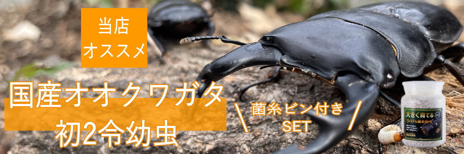 楽天市場】BIGHORN 国産カブトムシ3令幼虫 100匹セット : BIGHORN