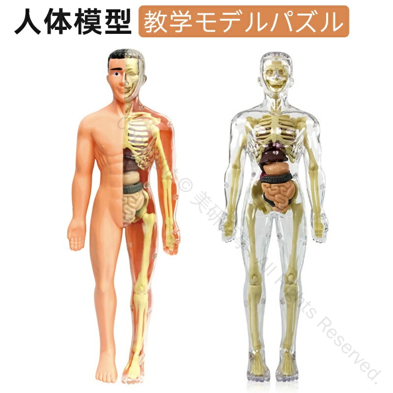 楽天市場】1/4サイズ 全身骨格模型 肩関節が自由に動かせる レントゲン