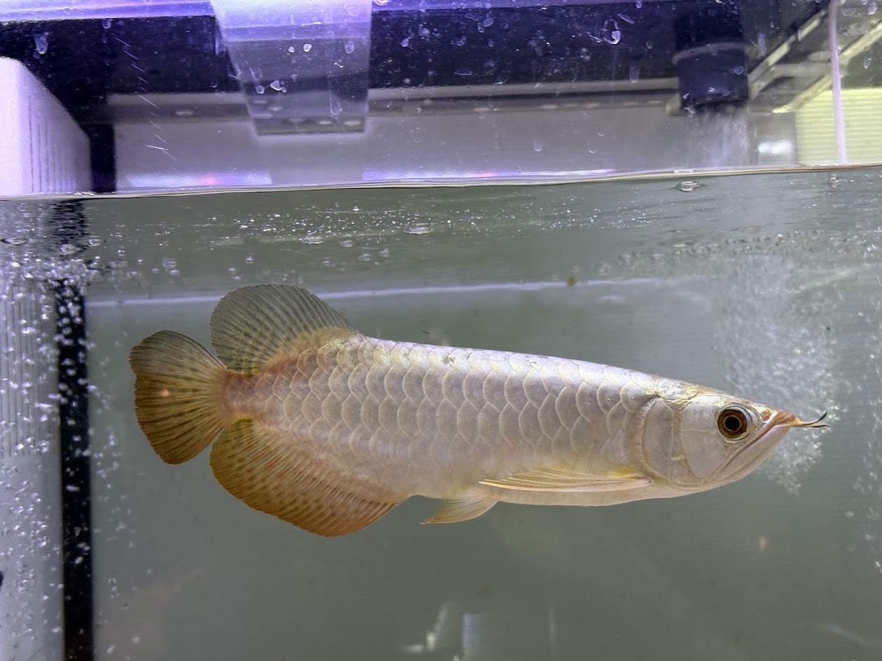 楽天市場】【極上選別個体】極美！ 過背金龍フルゴールド 48cm位