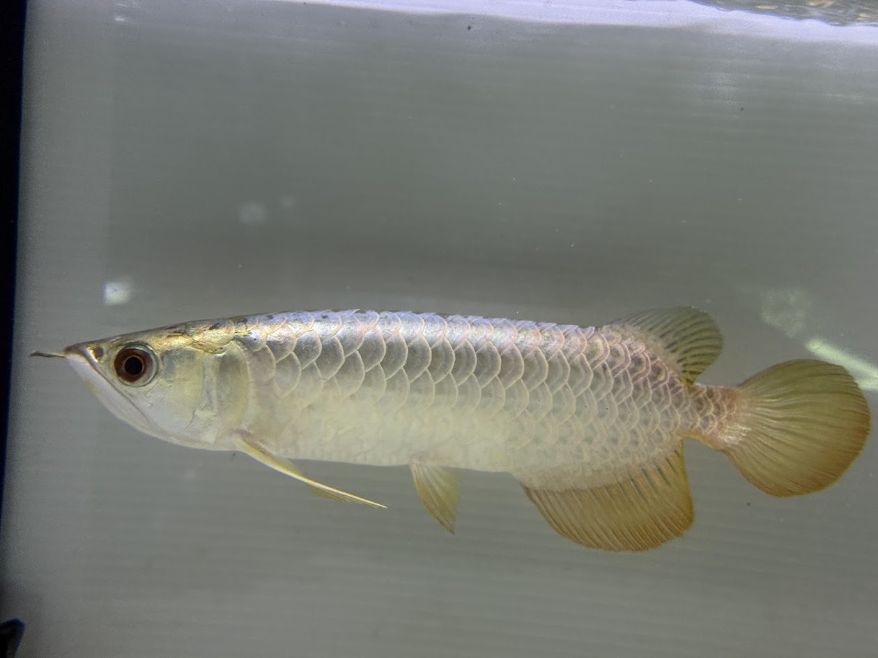 楽天市場】【極上選別個体】極美！ 過背金龍フルゴールド 48cm位