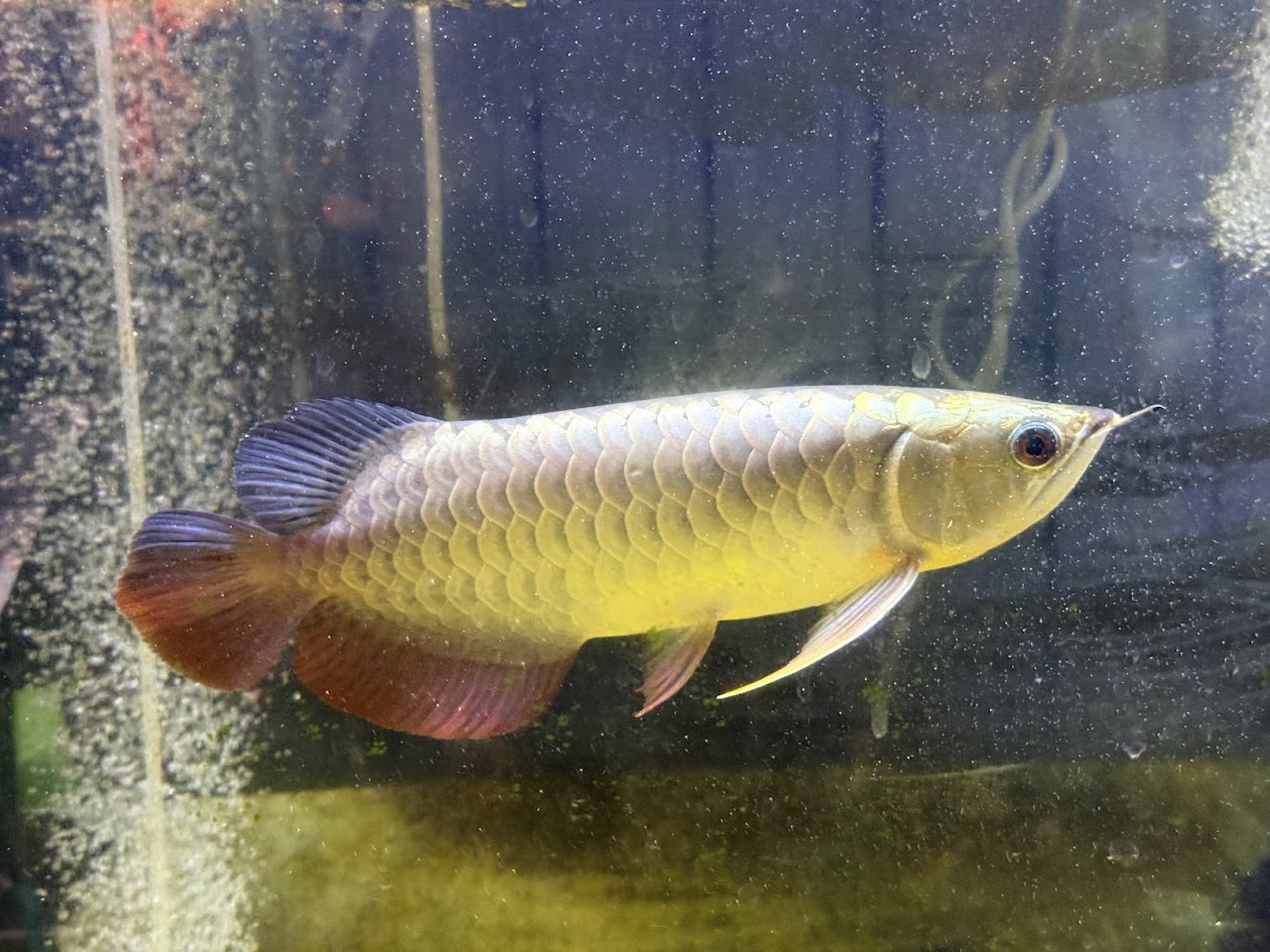 楽天市場】【極上選別個体】極美！ 過背金龍フルゴールド 48cm位