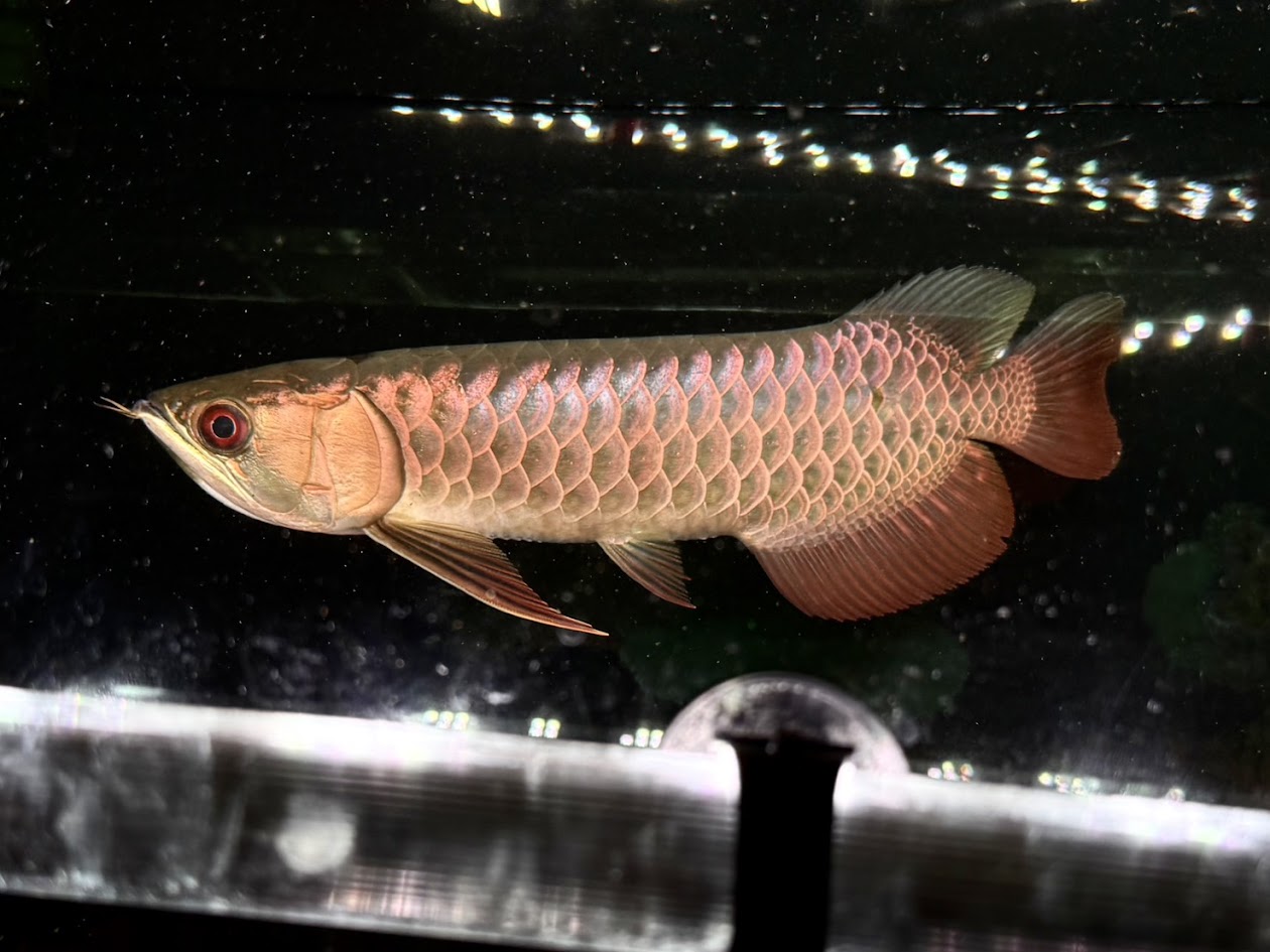 楽天市場】【極上選別個体】極美！ 過背金龍フルゴールド 48cm位