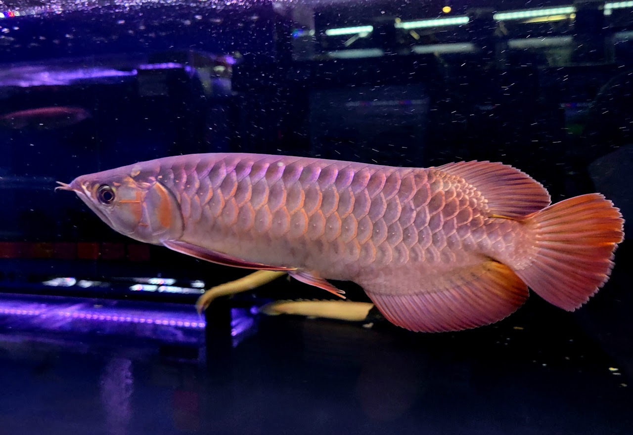 Mitra スーパーディープヘマトイドレッドa Cm前後 0 0040 証明書あり アジアアロワナ 血紅龍 育成個体 Hazelwoodconst Com