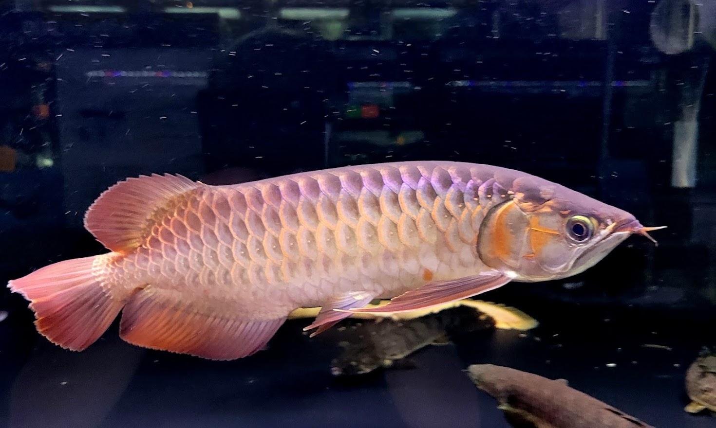 Mitra スーパーディープヘマトイドレッドa Cm前後 0 0040 証明書あり アジアアロワナ 血紅龍 育成個体 Hazelwoodconst Com