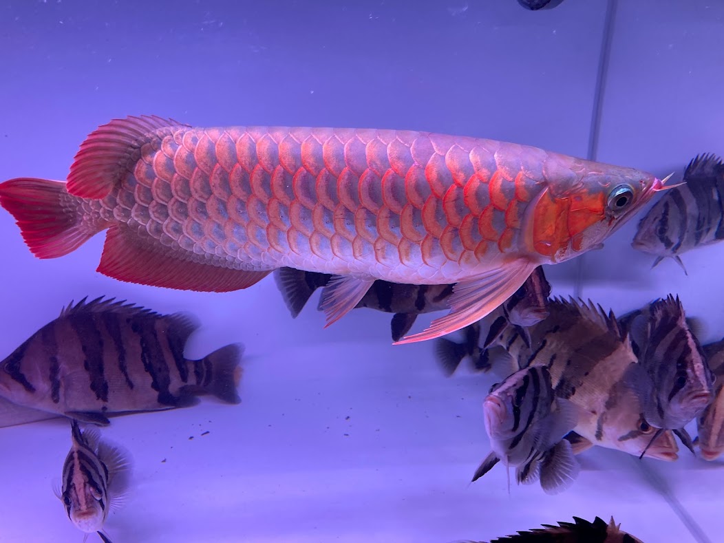 楽天市場】H18 KALIMANTAN RED カリマンタンレッド １４cm前後 240-004269 証明書あり アジアアロワナ 血紅龍 紅龍 レッド アロワナ : ビリーケン 楽天市場店