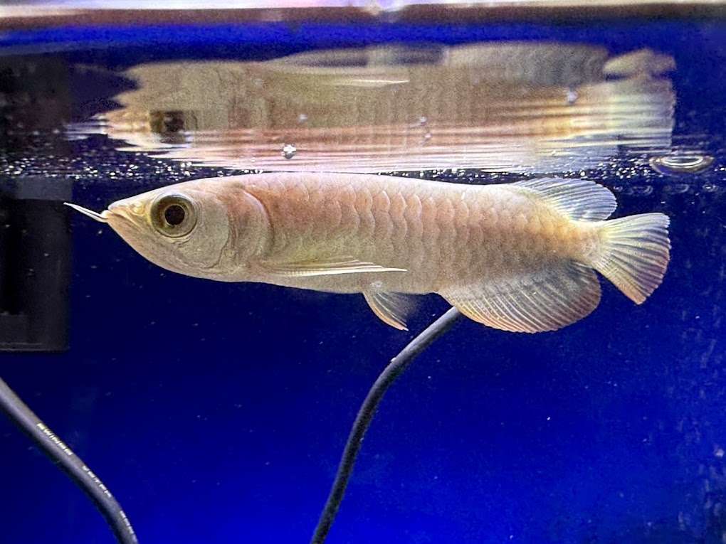 楽天市場】【極上選別個体】極美！ 過背金龍フルゴールド 48cm位