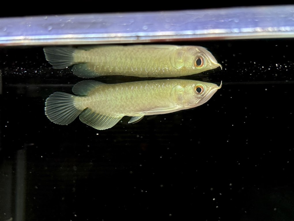 楽天市場】ウルトラF5 40cm前後 220-002124 証明書あり