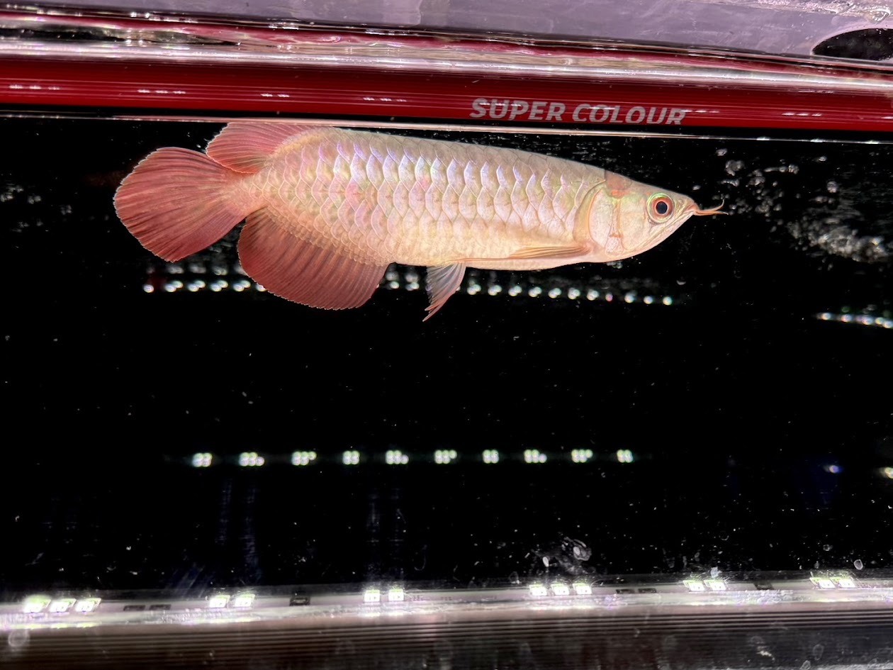 B09　アグススーパーレッドF4　２１cm前後　250-007133 証明書あり インドネシア最大級ファーム PT. ARWANA LESTARI AGUS 独占輸入 特別価格 アジアアロワナ 血紅龍 紅龍 レッドアロワナ スーパーレッド 大型魚 古代魚 熱帯魚｜ビリーケン　店 112,530円
