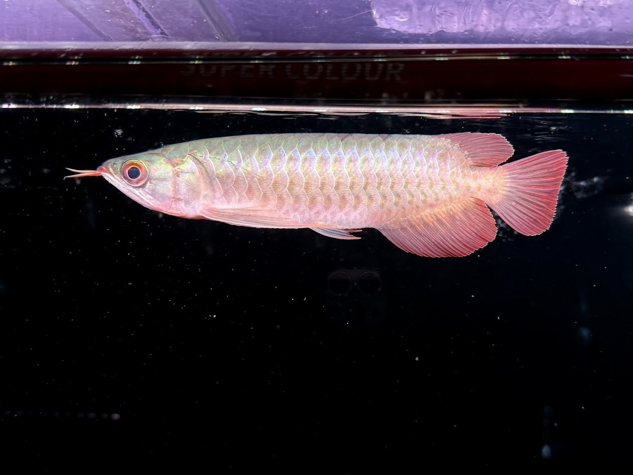 B11　アグススーパーレッドF4　１９cm前後　250-009767 証明書あり インドネシア最大級ファーム PT. ARWANA LESTARI AGUS 独占輸入 特別価格 アジアアロワナ 血紅龍 紅龍 レッドアロワナ スーパーレッド 大型魚 古代魚 熱帯魚｜ビリーケン　店