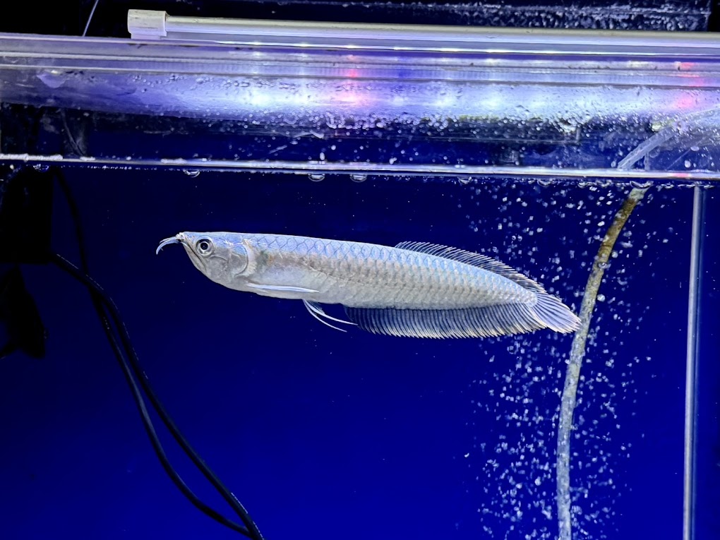 楽天市場】大きいサイズ シルバーアロワナ (40cm＋) (1匹) 目たれあり