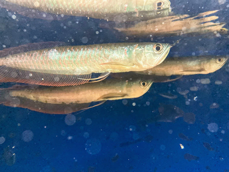 Wild シルバーアロワナ アマパリ 17 cm前後 熱帯魚 南米 いいサイズ 混泳 大人気 大型魚 古代魚 お気に入り 46 割引 Gruporegulariza Com Br